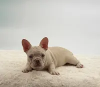 Vixen, a female French Bulldog for sale in Sugarcreek, OH – 3 of 5