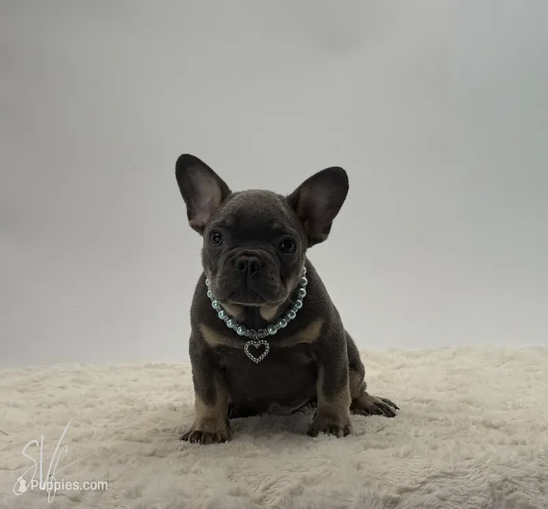 Rueben – French Bulldog puppy for sale in Sugarcreek, OH