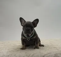 Rueben, a male French Bulldog for sale in Sugarcreek, OH – 1 of 5