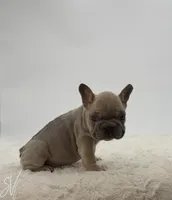 Chevy, a male French Bulldog for sale in Sugarcreek, OH – Photo 2 of 5