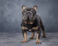 Chevy, a male French Bulldog for sale in Sugarcreek, OH – Photo 4 of 5