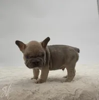 Chevy, a male French Bulldog for sale in Sugarcreek, OH – Photo 3 of 5