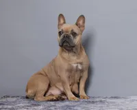 Chevy, a male French Bulldog for sale in Sugarcreek, OH – Photo 5 of 5