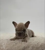 Chevy, a male French Bulldog for sale in Sugarcreek, OH – Photo 1 of 5