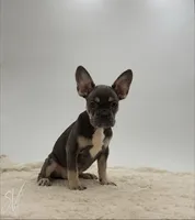 Prater, a male French Bulldog for sale in Sugarcreek, OH – 2 of 5