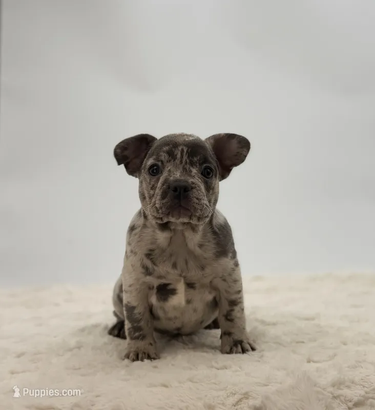 Tyson – French Bulldog puppy for sale in Sugarcreek, OH