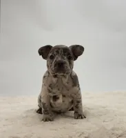Tyson, a male French Bulldog for sale in Sugarcreek, OH – 1 of 3