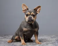 Baxter, a male French Bulldog for sale in Sugarcreek, OH – 5 of 5