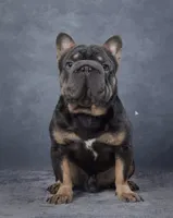 Nate, a male French Bulldog for sale in Sugarcreek, OH – 4 of 6