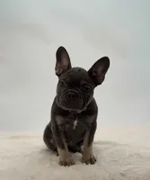 Charlotte, a female French Bulldog for sale in Sugarcreek, OH – Photo 2 of 3