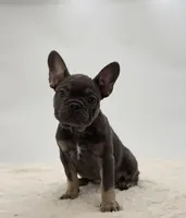 Charlotte, a female French Bulldog for sale in Sugarcreek, OH – Photo 3 of 3