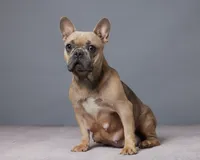 Marcus, a male French Bulldog for sale in Sugarcreek, OH – 4 of 5