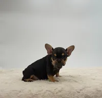 Arlo, a female French Bulldog for sale in Sugarcreek, OH – 3 of 3