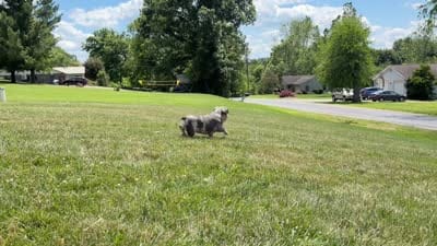 Carrie, a female French Bulldog for sale in Sugarcreek, OH – 5 of 6