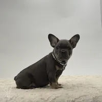 Rueben, a male French Bulldog for sale in Sugarcreek, OH – 3 of 5