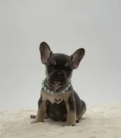 Peter, a male French Bulldog for sale in Sugarcreek, OH – 2 of 5