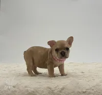 Oakly, a female French Bulldog for sale in Sugarcreek, OH – 2 of 3