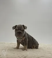 Ike, a male French Bulldog for sale in Sugarcreek, OH – 2 of 3