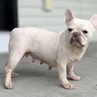 Zander, a male French Bulldog for sale in Sugarcreek, OH – 5 of 5