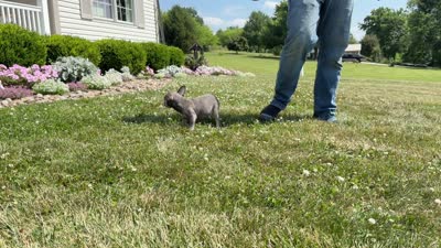 Dottie, a female French Bulldog for sale in Sugarcreek, OH – 4 of 4