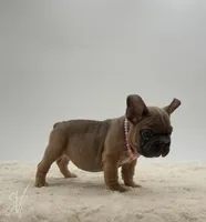 Sophia, a female French Bulldog for sale in Sugarcreek, OH – 2 of 3