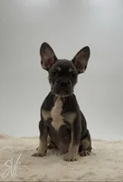 Prater, a male French Bulldog for sale in Sugarcreek, OH – 3 of 5