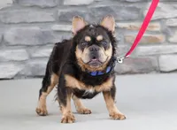 Prater, a male French Bulldog for sale in Sugarcreek, OH – 4 of 5