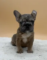 Saxteen, a male French Bulldog for sale in Sugarcreek, OH – 1 of 3