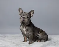 Carrie, a female French Bulldog for sale in Sugarcreek, OH – 6 of 6