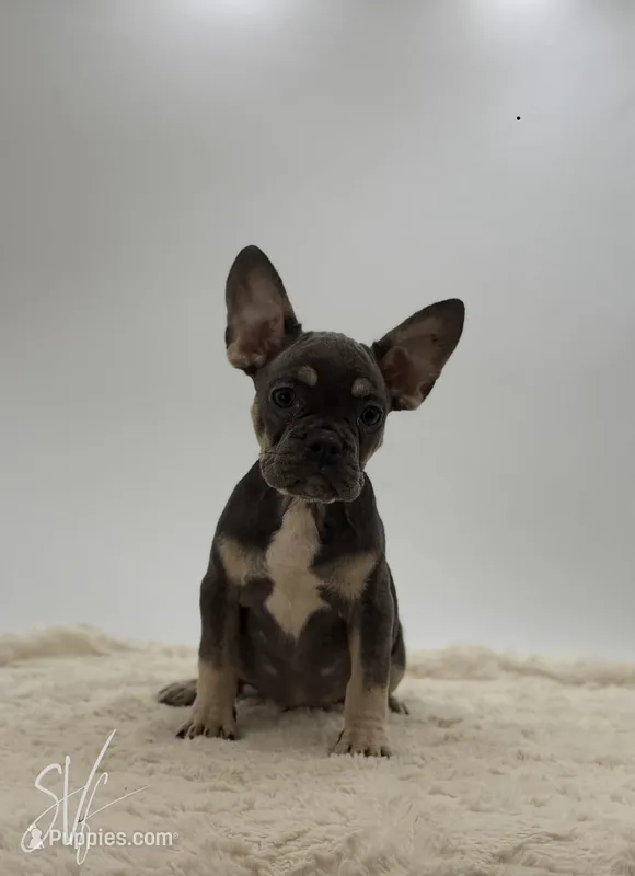 Prater – French Bulldog puppy for sale in Sugarcreek, OH
