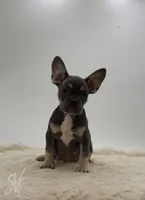 Prater, a male French Bulldog for sale in Sugarcreek, OH – 1 of 5