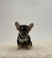 Marcus, a male French Bulldog for sale in Sugarcreek, OH – 3 of 5