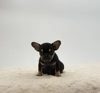 Annie, a female French Bulldog for sale in Sugarcreek, OH – 3 of 3