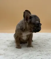 Saxteen, a male French Bulldog for sale in Sugarcreek, OH – 3 of 3
