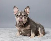 Vixen, a female French Bulldog for sale in Sugarcreek, OH – 5 of 5