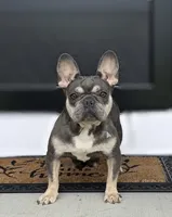 Darlene, a female French Bulldog for sale in Sugarcreek, OH – 5 of 5