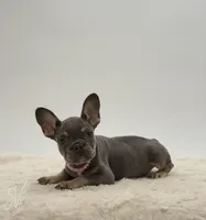 Dottie, a female French Bulldog for sale in Sugarcreek, OH – 2 of 4