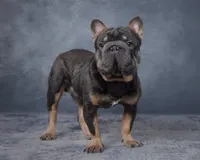 Nate, a male French Bulldog for sale in Sugarcreek, OH – 5 of 5