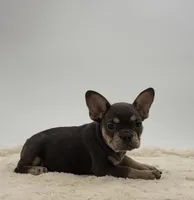 Pansy, a female French Bulldog for sale in Sugarcreek, OH – 2 of 5