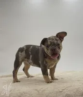 Carrie, a female French Bulldog for sale in Sugarcreek, OH – 3 of 6