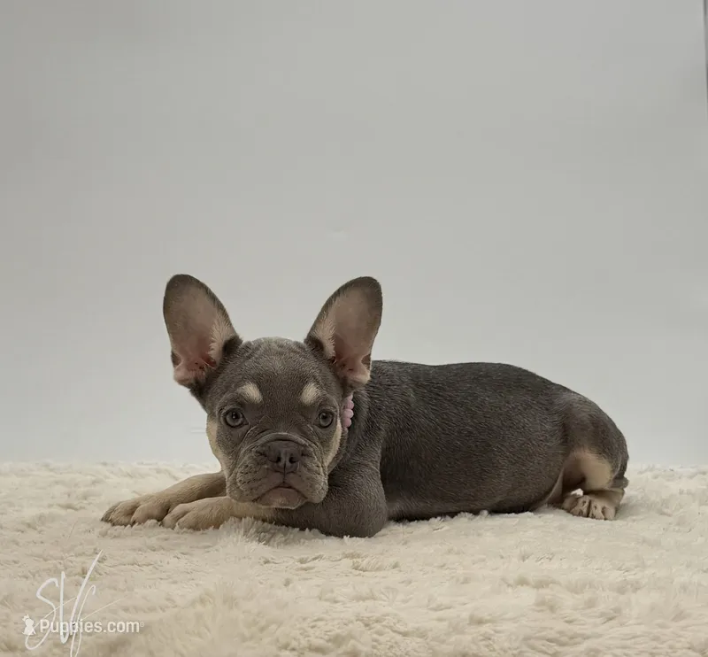 Darlene – French Bulldog puppy for sale in Sugarcreek, OH