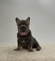 Baxter, a male French Bulldog for sale in Sugarcreek, OH – 2 of 5