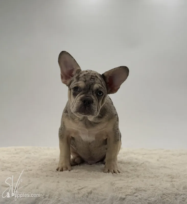 Zander – French Bulldog puppy for sale in Sugarcreek, OH