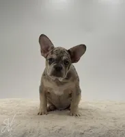 Zander, a male French Bulldog for sale in Sugarcreek, OH – 1 of 5