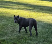 Diamond, a female Cane Corso for sale in West Bloomfield, MI – 6 of 10
