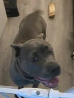 Diamond, a female Cane Corso for sale in West Bloomfield, MI – 9 of 10