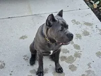 Diamond, a female Cane Corso for sale in West Bloomfield, MI – 3 of 10