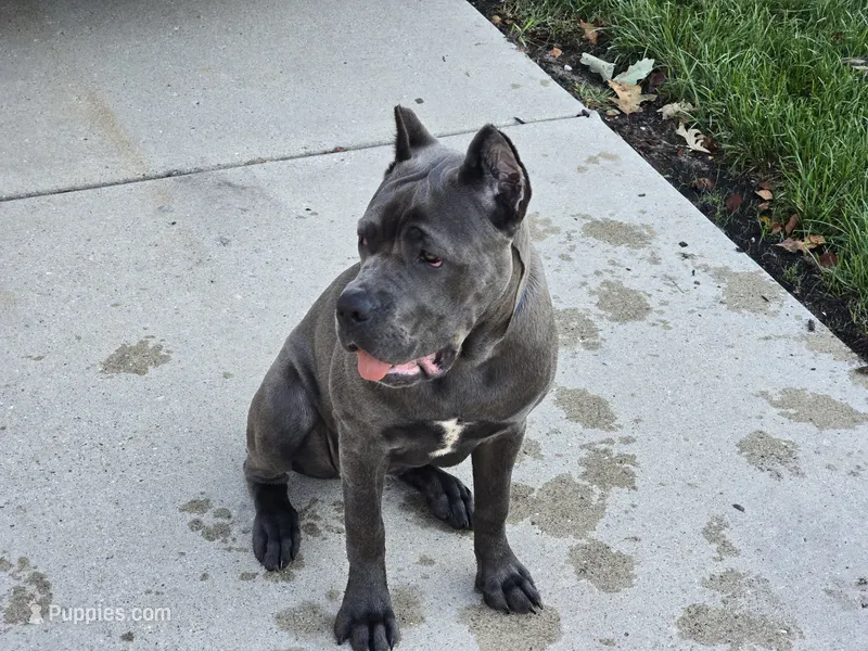 Diamond – Cane Corso puppy for sale in West Bloomfield, MI