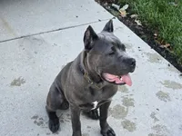 Diamond, a female Cane Corso for sale in West Bloomfield, MI – 2 of 10