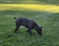 Diamond, a female Cane Corso for sale in West Bloomfield, MI – 7 of 10